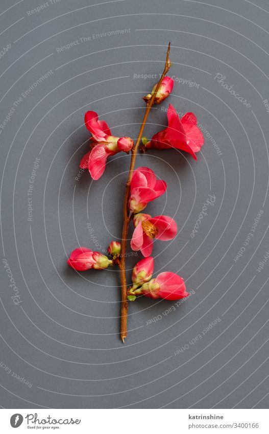 Brunch with pink spring flowers  on a grey background romantic top view above petals buds peach copy space negative space concept creative day decor decoration