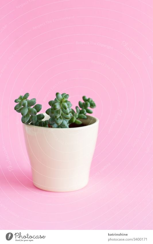 Cream vase with a succulent plant on a pink background negative space copy space light pink minimal botanical botany pastel cactus closeup color decor