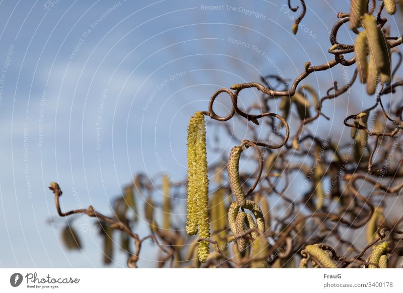 Corkscrew hazel (Corylus avellana Contorta) shrub Hazelnut corkscrew hazelnut birch plant flower catkins masculine feminine Rotated Distorted Plant twigs Spring