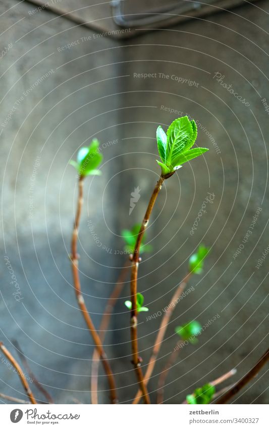 bud Blossom Spring Plant Green Exterior shot Nature Close-up Garden Shallow depth of field Backyard Interior courtyard Corner Niche Branch Twig Fresh Growth