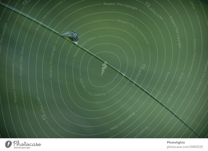 Water drops on a blade of grass Reflection Macro (Extreme close-up) Close-up Neutral Background Zen Clarity Ecological Background picture Minimalistic Green
