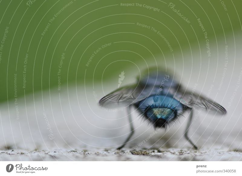 bow tie blue Environment Nature Animal Wild animal Fly 1 Blue Green Sit Rear view Colour photo Exterior shot Close-up Macro (Extreme close-up) Deserted