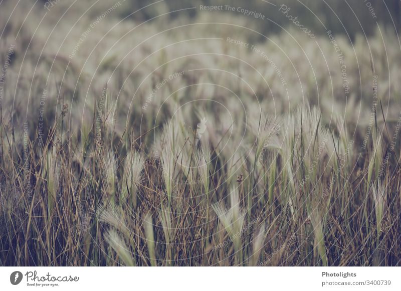 riparian grass Close-up Colour photo Environment Nature Beautiful Subdued colour White Brown Green bank Migratory birds Mono Lake Sierra Nevada USA California