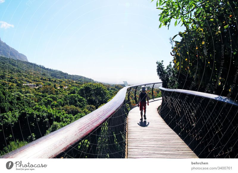 read stories Bridge Treetop kirstenbosch Botanical gardens rail Footbridge Cape Town South Africa Park Child Nature Infancy Boy (child) Adventure Far-off places