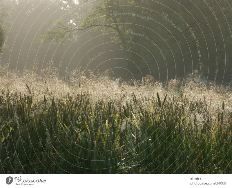 morning light Moody Meadow Back-light Grass Summer Fresh Morning Rope Fog Joy