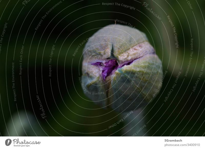 The bud of a blossom is about to open. Blossom Spring Plant Isolated Image Nature Close-up Macro (Extreme close-up) Detail Growth Botany Abstract Fresh Flower