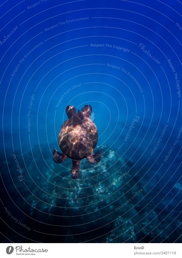 Green Sea Turtle Swims Through Beams of Light sea turtle green sea turtle rays light sunlight reef underwater ocean beams tropical marine marine life sea life