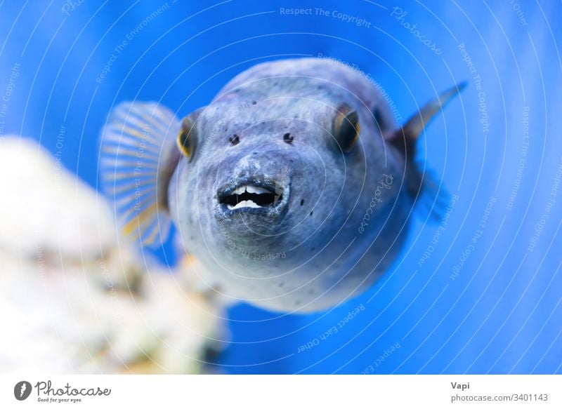 Fugu fish as nature underwater sea life fugu puffer blue dive marine ocean animal poisonous exotic macro blowfish tropical tetraodontidae toxic wild japan