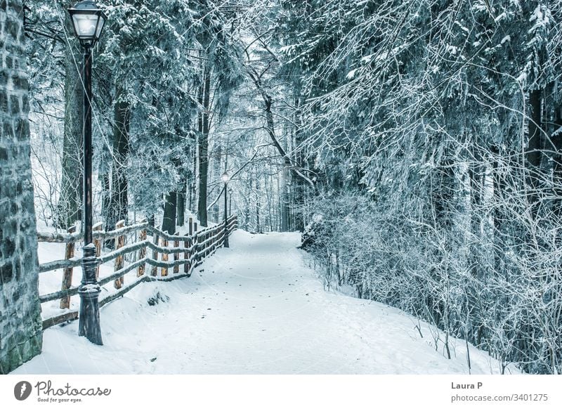 Path in the park in winter, covered with snow path trees frozen beautiful view landscape street lamp no one alone silence quiet