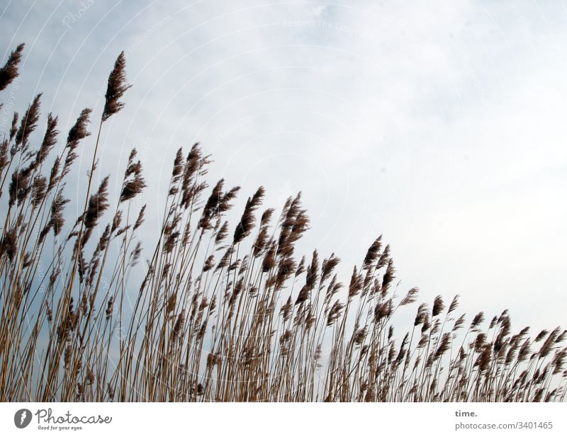 Coastal audience Grass Baltic Sea wax in common Company Dark Fantasy Movement vivacious Hissing whirr Nature flora Contrast Sky Sunlight Bright