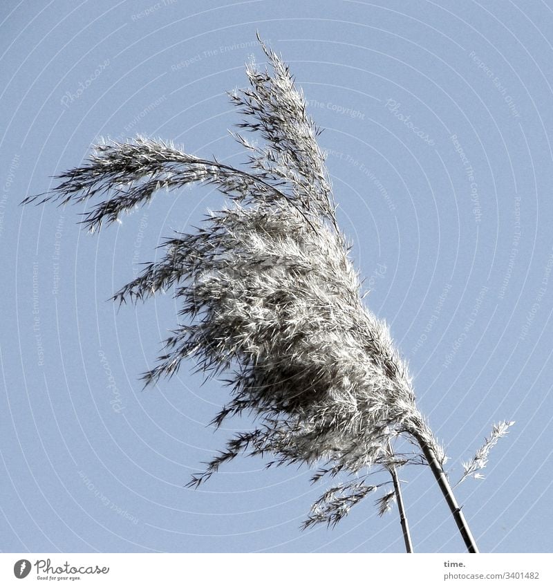 Windy Grass Coast Baltic Sea wax Fantasy Movement vivacious Nature flora Contrast Sky Sunlight Bright Cotton grass Gray Silver windy Blow