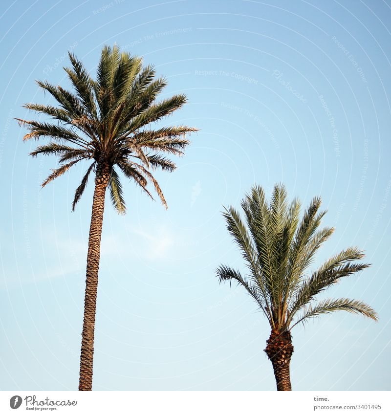 Beach fireworks Palm tree sunny Sky palm leaf Nature Plant Splay Side by side two disparate Growth cheerful warm Tree trunk Small great Height difference South