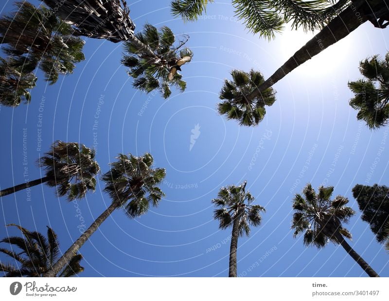 The local palm tree consortium had again spotted two foreign tourists on the ground and demanded emphatically the due environmental surcharge. Sky palms Tall