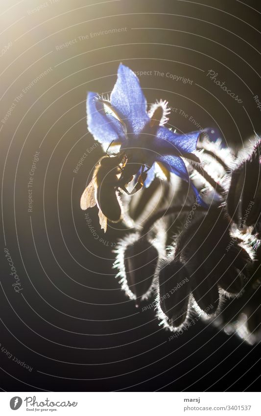 Macro of a bee, which is feeding on a violet borage blossom, which is illuminated by the sun Herbs and spices Anticipation Borage Spice plant