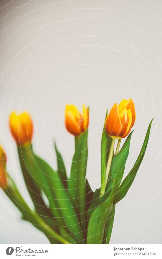 beautiful tulips in front of a light background as a gift for Mother's Day heyday flower decoration Tulip Beautiful Beauty & Beauty Blossom Bouquet Bright