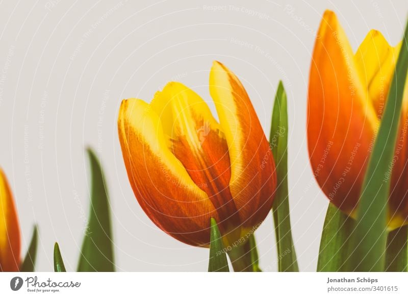 beautiful tulips in front of a light background as a gift for Mother's Day heyday flower decoration Tulip Beautiful Beauty and beauty Blossom Bouquet Bright