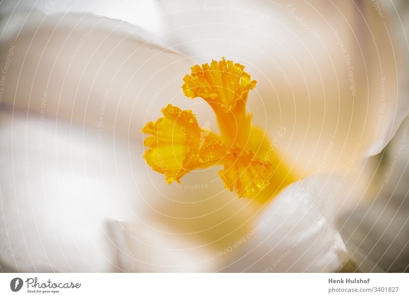 macro Image of a white crocus and yellow pestle in beautiful soft focus background beauty bloom blooming blooming crocus blossom botany close up closeup color