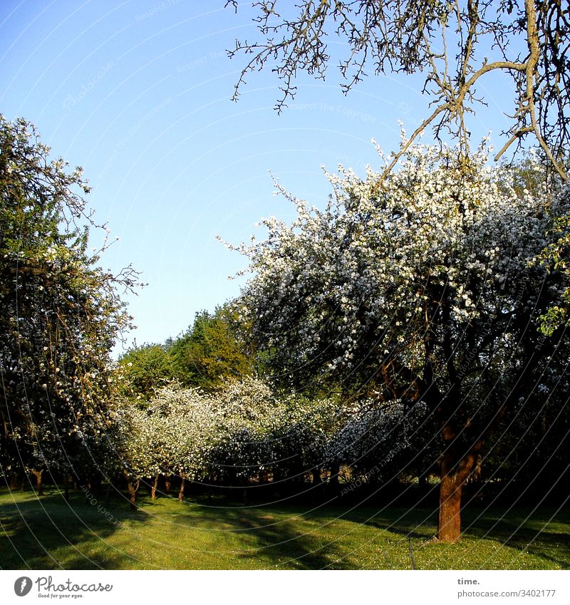 orchard Sky Sunlight Grass Tree Apple tree Apple blossom Row of trees Avenue Fruit garden Homey Agriculture Shadow Dark thickets wax fellowship Colony Spring