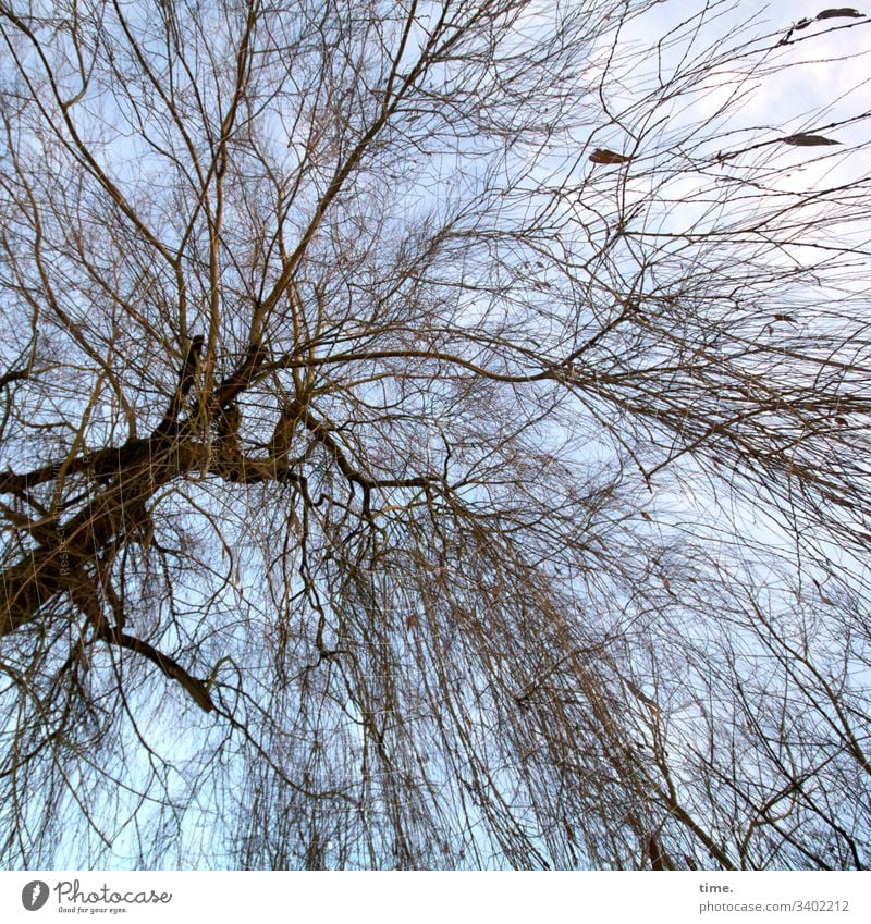 autumn wind tree Autumn branches twigs Tree trunk Sky Complex disheveling Life Wind windy Season Bleak Death chilly hang