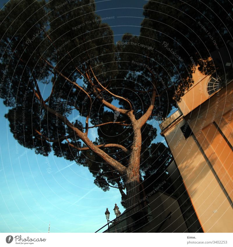 Churchwarden tree Italy Evening sun sunny Sky Shadow Tree trunk branches coniferous Tall Perspective religion spiritually built Symbiosis Old Architecture