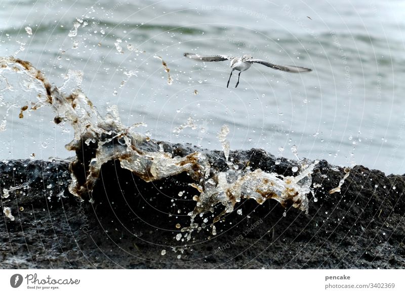 and take off! Seagull Flying wave Ocean Baltic Sea Darss Inject Water Bird departure Escape Sky Coast Beach Colour photo Grand piano seagull Freedom