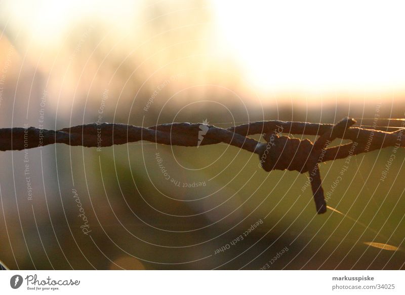 barbed wire Barbed wire Fence Wire Dangerous Barred Barrier Things Sky Sun Thorn Rust risk of injury