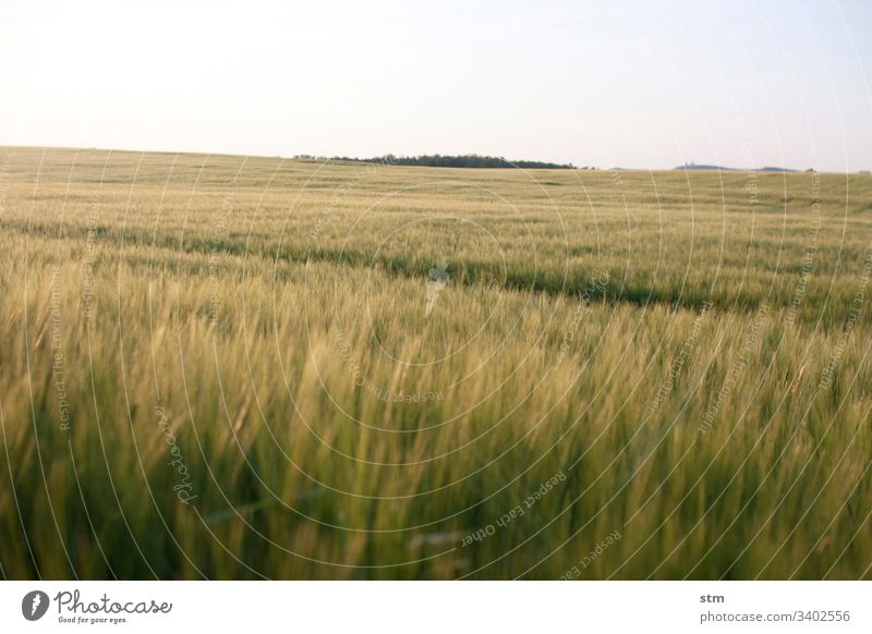 Grain field before harvest Summer Harvest fertility shallow depth of field Agriculture Manmade landscape Cloudless sky Field Ear of corn Wheat Wheatfield Growth