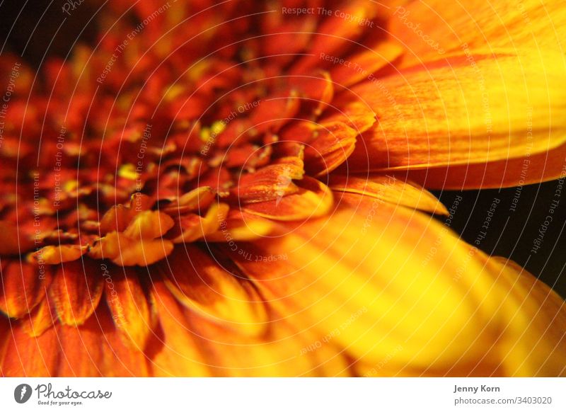 Orange flower Flower Close-up macro Nature Blossom Colour photo Plant Spring Macro (Extreme close-up) Detail Yellow