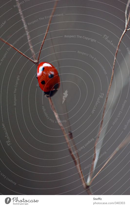 downwards Downward Descent Ladybird downtrend Retreat downward direction downstairs descend Release Turn back Turnaround Direction Change in direction Descend