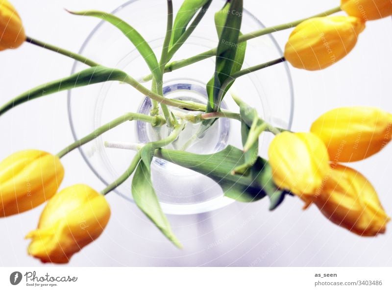 Tulips in the vase Blossom Flower Close-up Plant Spring Detail Nature Colour photo Blossom leave Shallow depth of field Deserted Blossoming Day Blur Garden