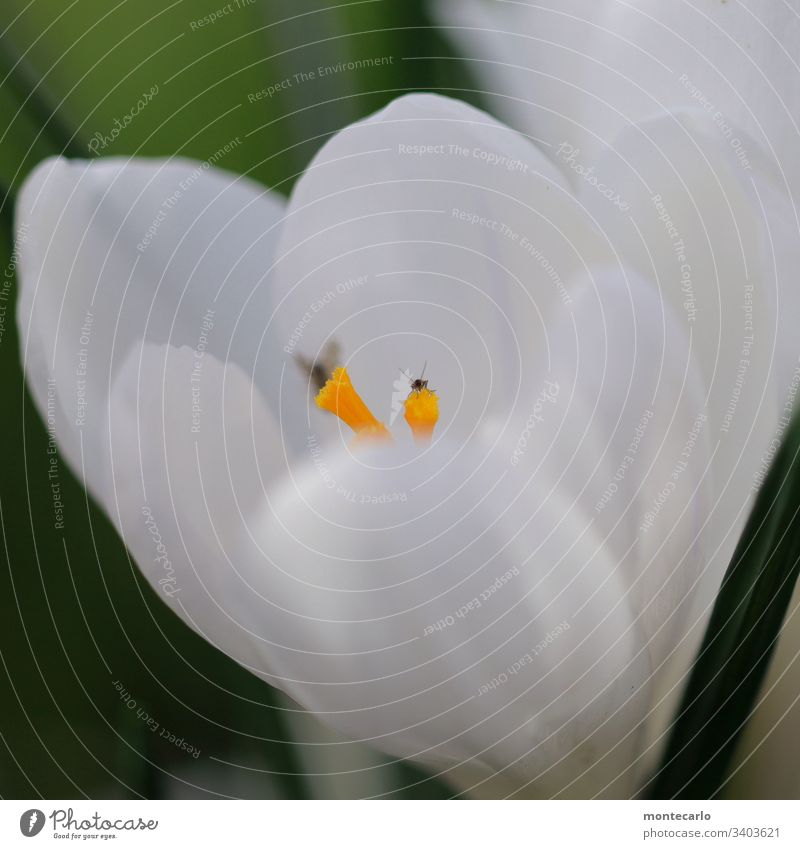 Flower with microorganisms on pistils Macro (Extreme close-up) Detail Exterior shot Close-up Spring fever Natural Near Small Fragrance Wild plant Leaf Blossom