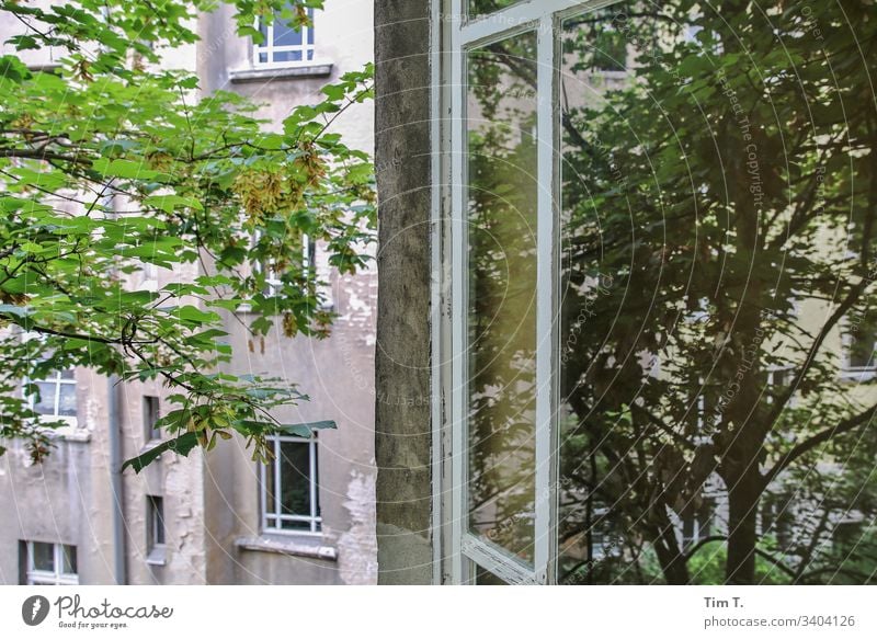 Window to the courtyard Backyard House (Residential Structure) Tree Wall (building) Facade Old building Living or residing Apartment Building Deserted Downtown