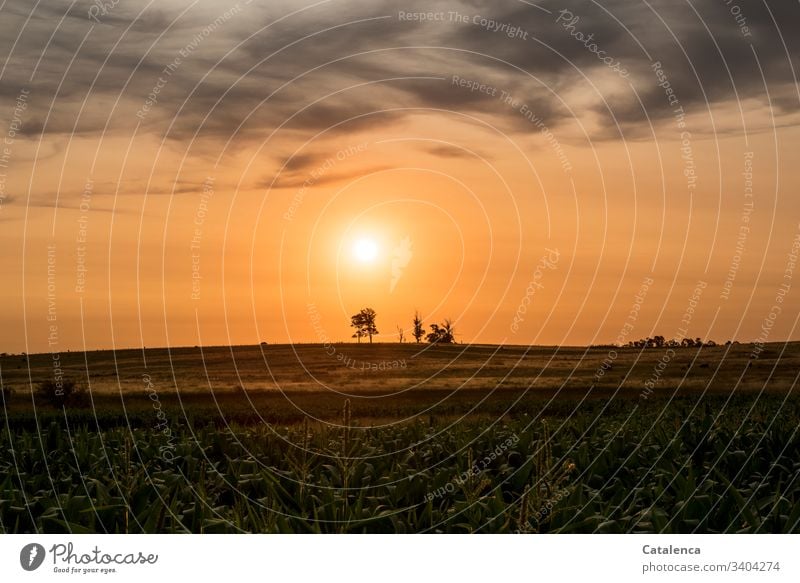 A band of clouds passes by, the silhouettes of old eucalyptus trees on the horizon stand out against the orange sky as the sun sets. Darkness falls over the cornfield in the foreground