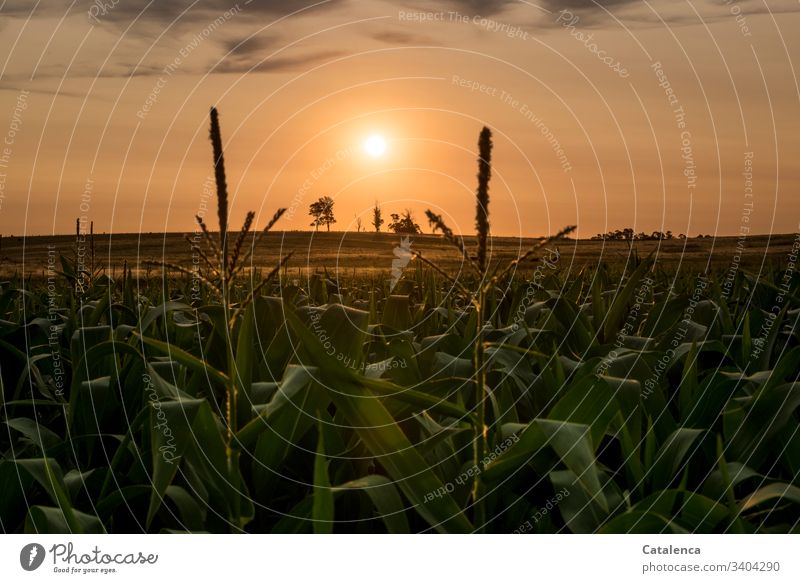 The sun goes down, in the foreground is a cornfield Sun Twilight Sunlight sunset Sunset Evening Sky Dusk Orange Horizon Landscape Summer Calm Nature Plant Maize