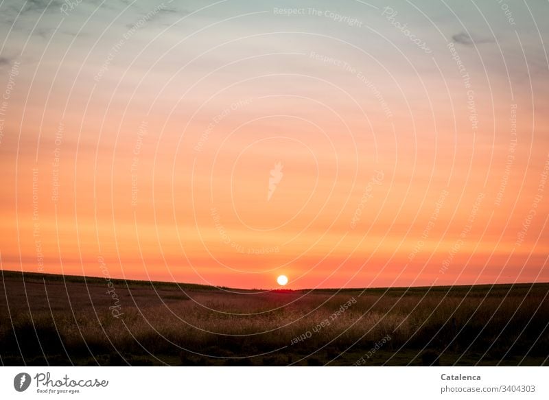 The sun sets on the horizon of a wide steppe, in the foreground long grasses are shining Sunset daylight Evening Sky Beautiful weather Twilight Nature Clouds