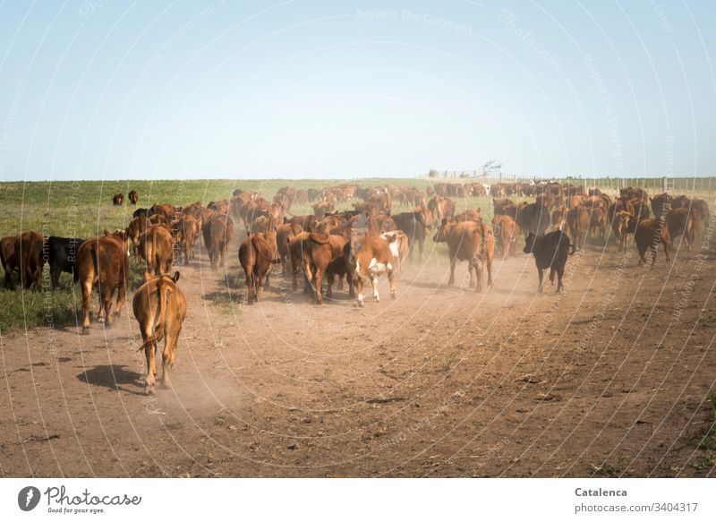 Corona thoughts ...                                                                                       A herd of cows makes its way from the dust to a pasture that reaches to the horizon