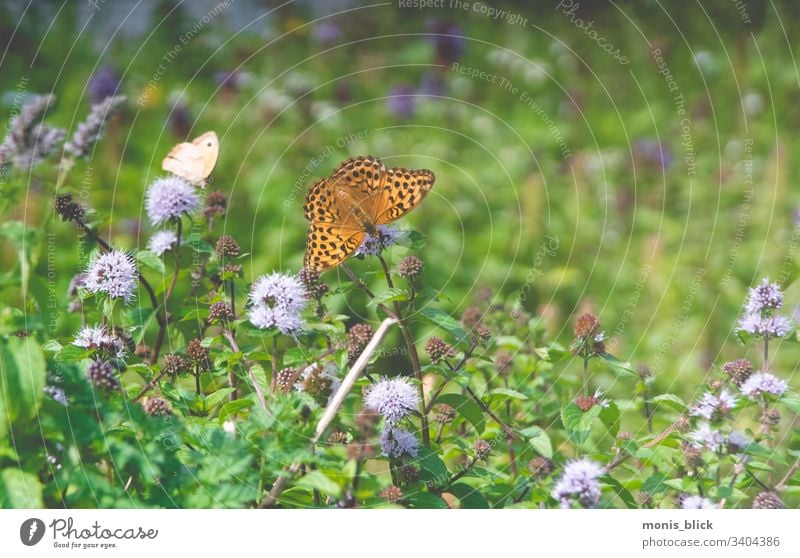 flower meadow butterfly meadow Easter Spring Colour variegated Blossom flowers Bouquet'ß Close-up Flower Feasts & Celebrations Colour photo Design Tradition