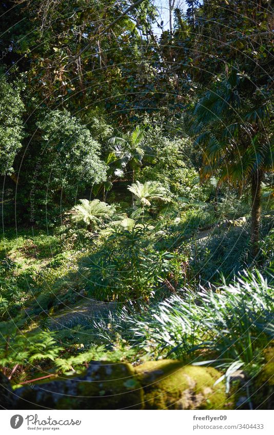 View of a wild jungle from upwards plant natural dense forest floor central america canopy travel bright green tropical palm tree fresh flora warm caribbean