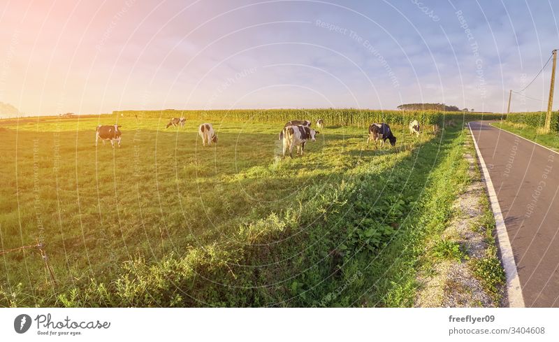 Grass field with cows and a road nearby grass breeding agriculture herd black food female graze village farm scenic family grazing rural spring ranch dairy sky