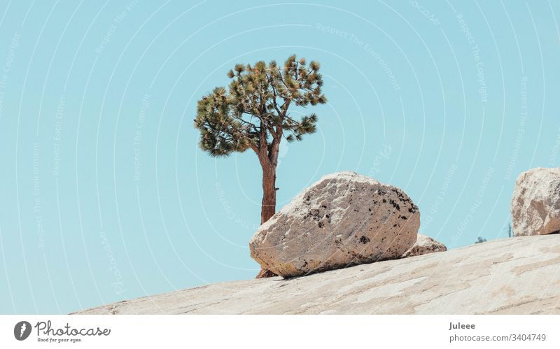 Tree and rock in Yosemite National Park Yosemite Valley USA Americas California Adventure Calm Sierra Nevada Cloudless sky Summer vacation Vacation & Travel