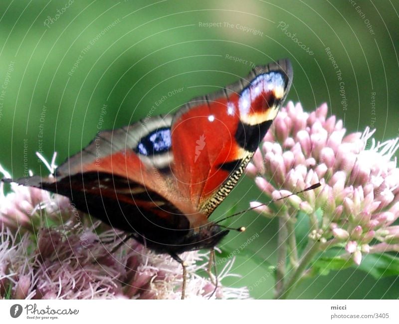 butterfly Butterfly Flower Peacock butterfly Transport Nature Wing Plant