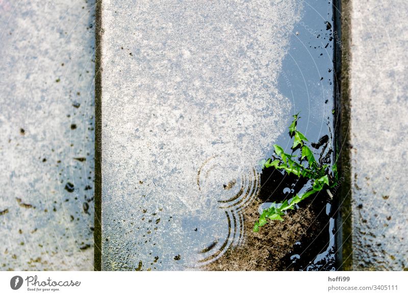 Dandelion in a gap between wet stairs Park Rain Sunday Dandelion plant Green wet green Wet Reflection Plant Nature Water Leaf Spring rainy day Bad weather dank