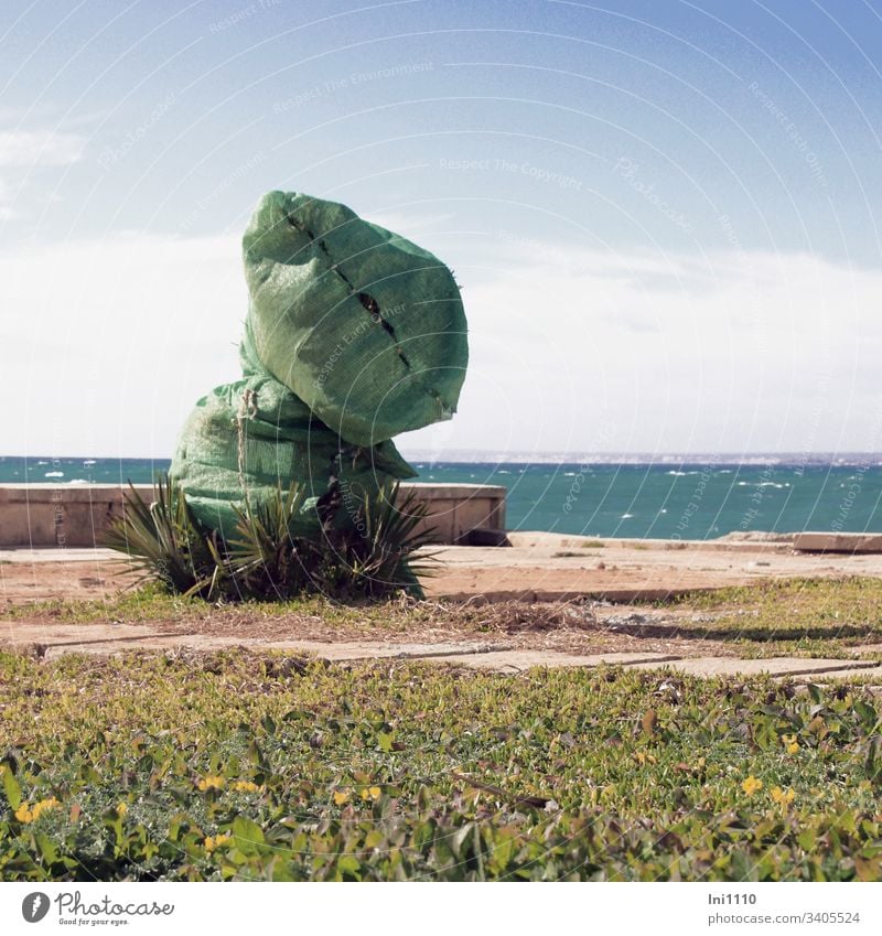 green veiled palm tree with sea view winter protection mediterranean plants Mediterranean sea Majorca Spring green bag Green Terrace Deserted Beautiful weather