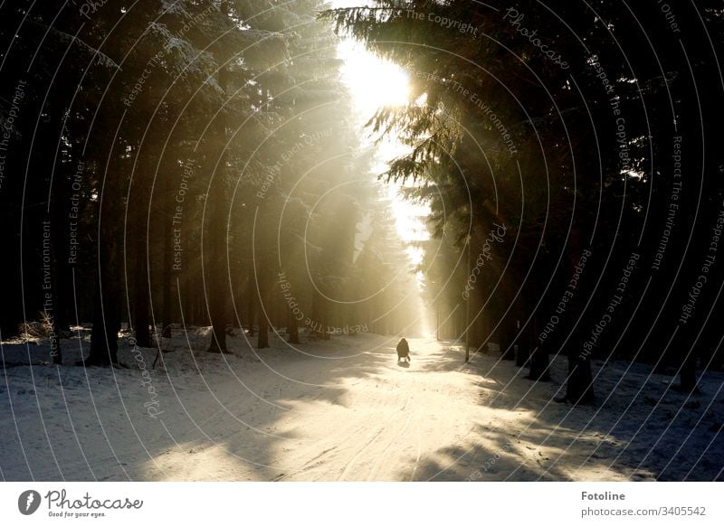 Winter Wonderland - or The sun breaks through the dark trees and illuminates the beautiful snowy landscape through which a tobogganist is sledging.