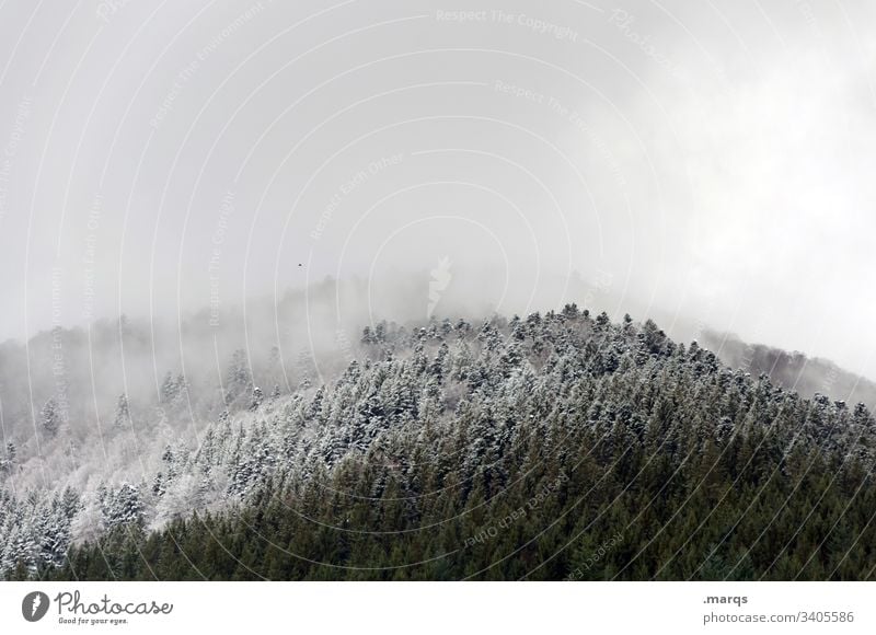 snow line Winter Snow Tree Forest Cold Snowfall limit Winter vacation Ice Frost Weather Climate Environment Nature Landscape Clouds Coniferous trees