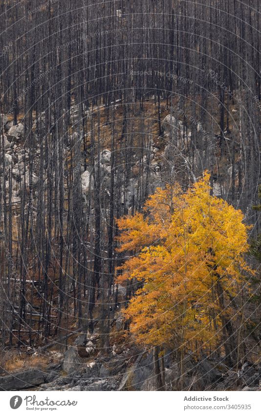 Autumn forest on mountain slope tree nature autumn landscape woods trunk yellow wild season scenic coniferous travel tranquil environment plant countryside fall