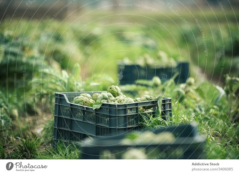 Boxes with artichokes on farm box ripe harvest agriculture organic plantation green cultivate countryside nature field food fresh rural vegetable growth