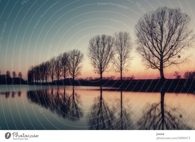 Bare tree row with water reflection Escarpment Water Rhine Nature River Evening Sky Sunset Lake Calm Poplar Relaxation Clouds Row of trees Avenue Dusk Bleak