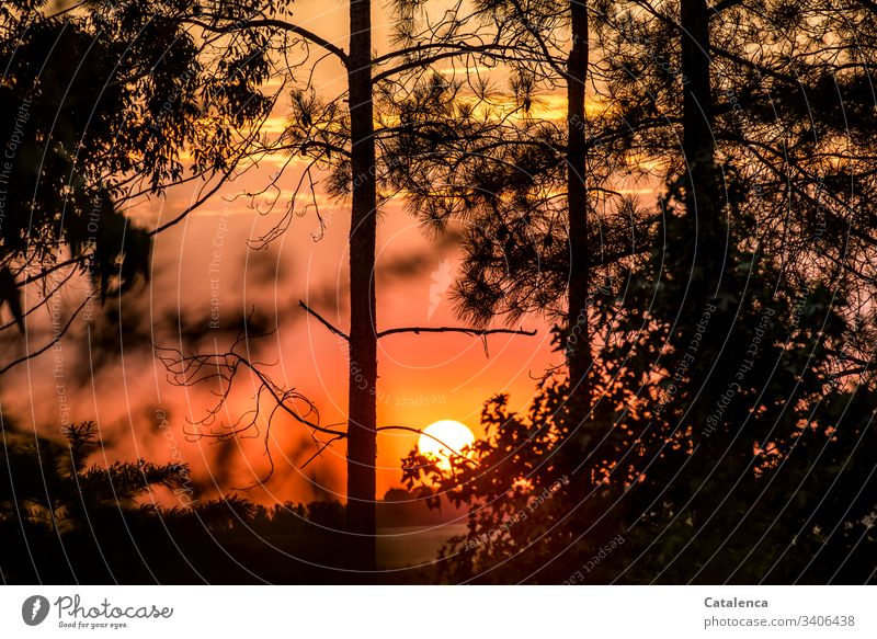 The sun rises behind the pines and colors the sky orange Twilight Horizon Sun Sunlight Sunrise Sky Beautiful weather Silhouette flora Nature plants trees Black