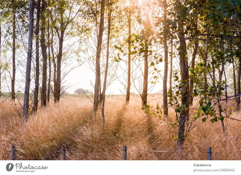 Sunlight floods a poplar forest, the tall grass glows. trees Sky Forest Environment Landscape Plant naturally Green Nature leaves Poplar Grass Fence Horizon